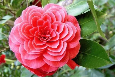 flores