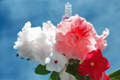 flores