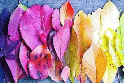 cores
