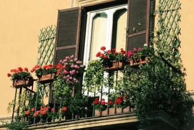 flores