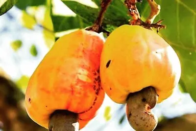 frutas