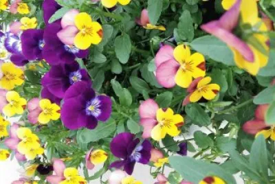 flores