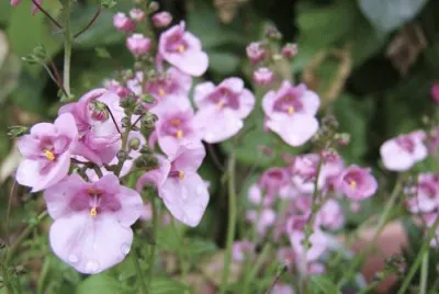 Diascia