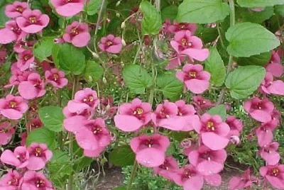 Diascia
