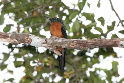 Jacamar maggiore