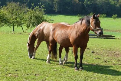 caballos