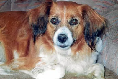 Lynda animal de compaÃ±ia