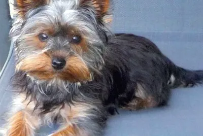 perrito 2