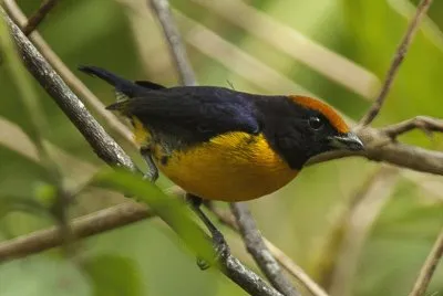 Eufonia coronafulva