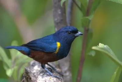 Eufonia ventrecastano