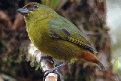 Eufonia gould