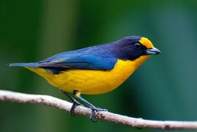 Eufonia violacea