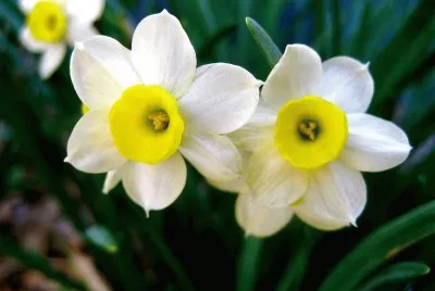 flores jigsaw puzzle