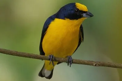 Eufonia beccoforte