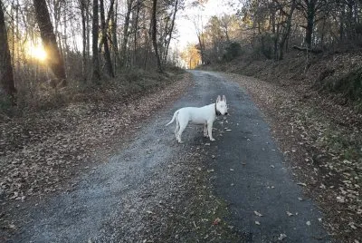 chico