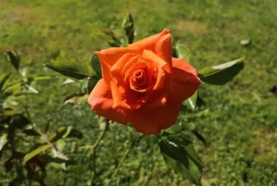 פאזל של rose