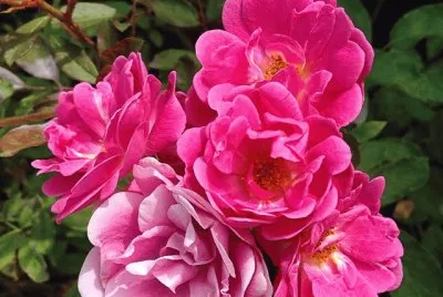 flores