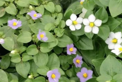 flores