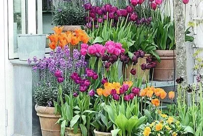 flores