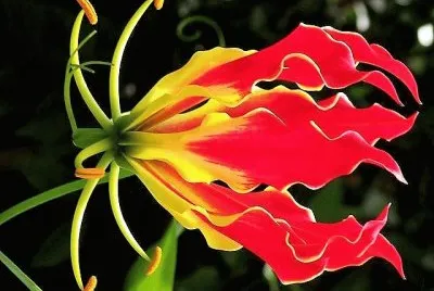 flores