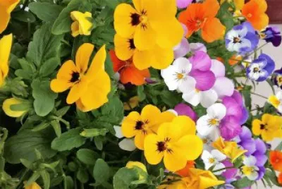 flores
