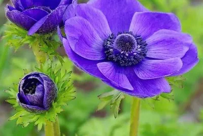 flores