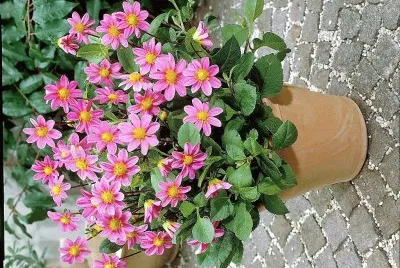 flores