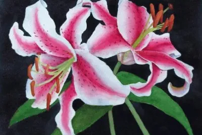 Lys