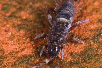 Orcosella