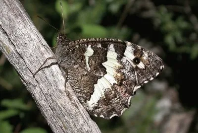 Brintesia circe