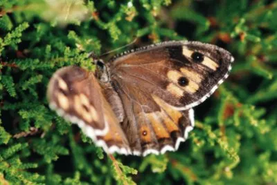 Hipparchia semele