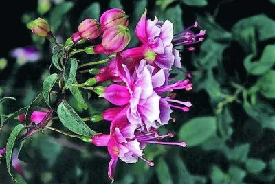 flores