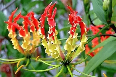 flores