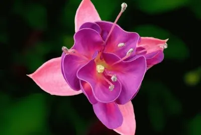 flores