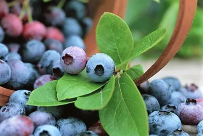 frutas