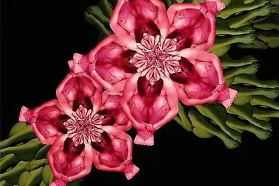 flores