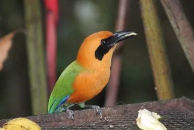 Rufous motmot