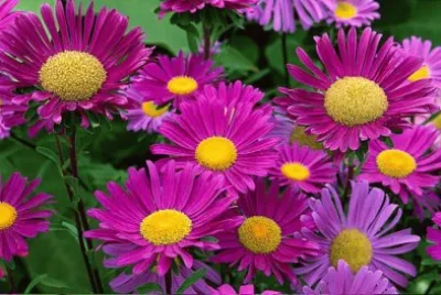 Marguerites