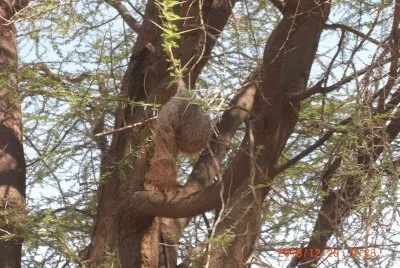 KALAPATA