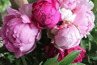 flores