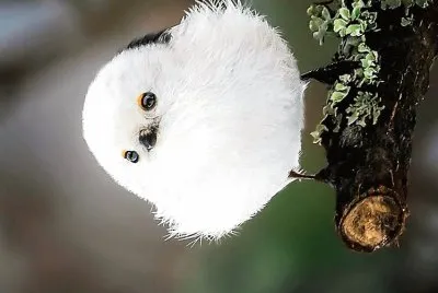 natural