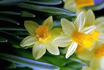 flores jigsaw puzzle