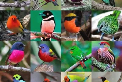 Birds jigsaw puzzle