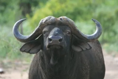 פאזל של BUFALO AFRICANO