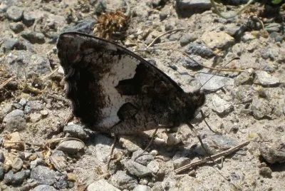 Hipparchia alcyone