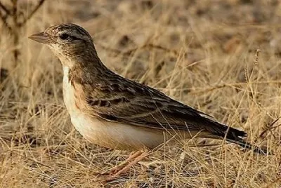 Calandrella eurasiatica