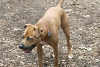 Catahoula bulldog