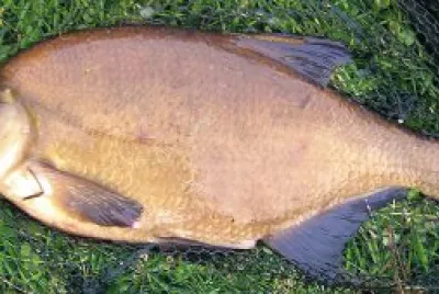 Abramide comune
