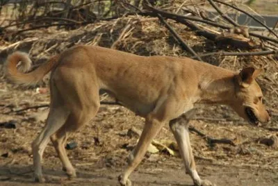 Indian pariah
