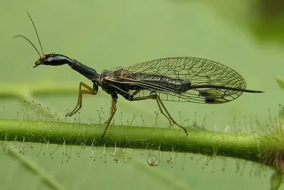 Dichrostigma flavipes jigsaw puzzle